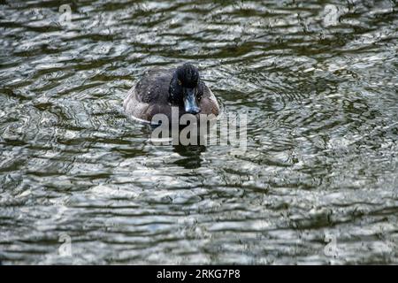 Duck on the water Stock Photo