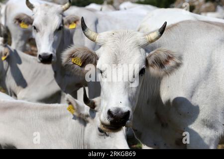 Grazing cows on Monte Sambucaro between San Vittore del Lazio and San Pietro Infine Stock Photo