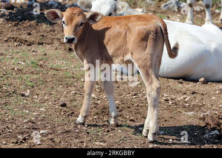 Calf grazing on Monte Sambucaro between San Vittore del Lazio and San Pietro Infine Stock Photo