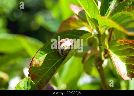 Caramel coloured Snail on a Hydrangea leaf Stock Photo