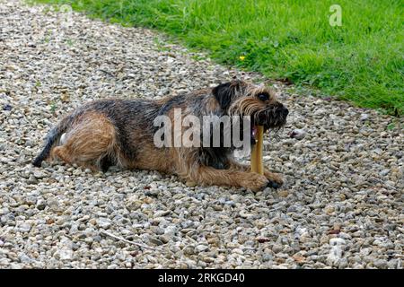 Border Terrier.Dog laid down chewing on gravel Stock Photo