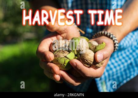 Harvest time lettering. Autumn concept. Green ripe walnut in hand. Fruits of a walnut. Raw walnuts in a green nutshell. Stock Photo