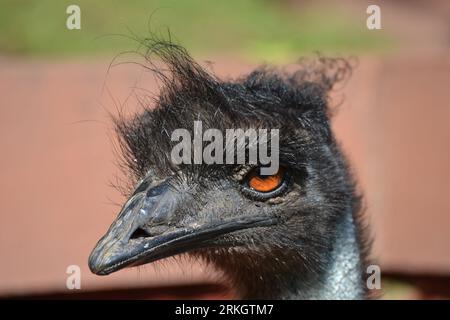 A closeup of an emu ostrich Stock Photo