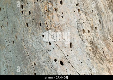 Tiny holes bored in tree stump that is also missing bark Stock Photo