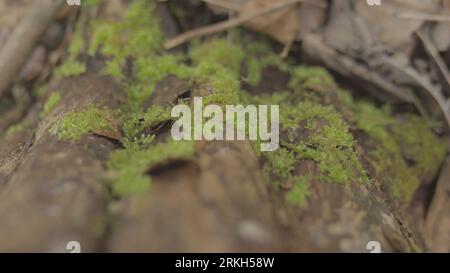 A selective focus shot of moss on a tree bark Stock Photo