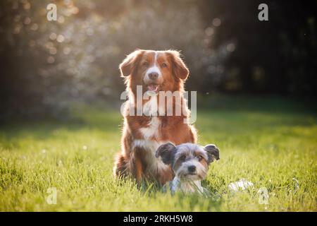Two dog friends sitting together on meadow. Cute terrier and retriever on sunny summer day. Stock Photo