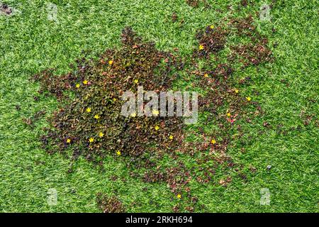 Weeds growing through astroturf or artificial grass. Stock Photo