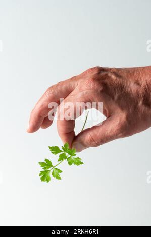 Hold sprig of parsley in hand on white isolated Stock Photo
