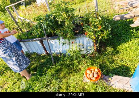 Chemical-free outdoor carrot, potato and paprika production in rural garden, Hungary Stock Photo