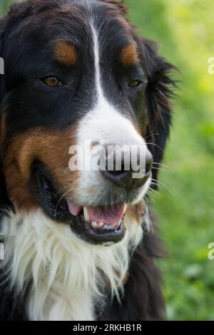 Close-up vertical portrait headshot of a Bernese Mountain Dog Stock Photo