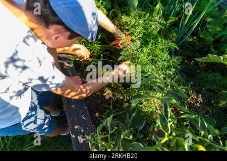 Child pulling out carrot produced in chemical-free outdoor vegetable production in rural garden, Hungary Stock Photo