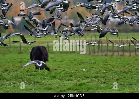 Highland cattle bovine with long horns walking in stall with thick flock of barnacle geese swarming in front of it on October afternoon in Helsinki, F Stock Photo