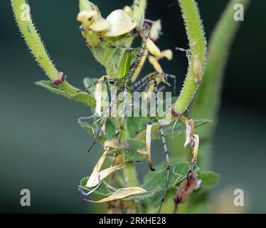 A green lynx spider perched atop a lush green plant Stock Photo