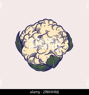 Sketch of cauliflower hand drawn vector illustrations. Organic vegetables for vegetarian, vegan or veggie food. Farming and garden, vitamin and nutrit Stock Vector