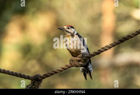 Juvenile male great spotted woodpecker perched on rope in the forest with natural woodland background Stock Photo