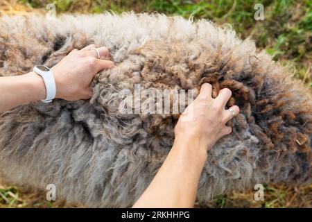 The girl's hand touching sheep's wool is dirty. Soft and cozy animal Stock Photo