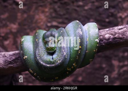 Closed Up Picture of Green Tree Python Rolling on a Tree Trunk Stock Photo
