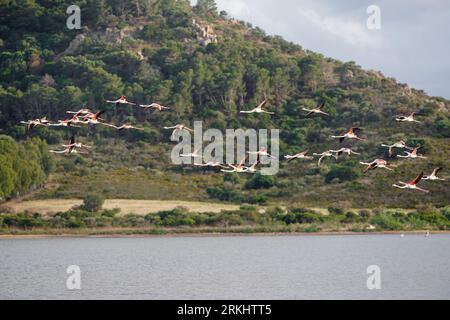 Pink Flamingos on a lake in Sardinia Stock Photo