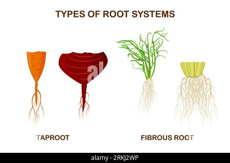 Vector isolated illustration of the fibrous root system on a white ...