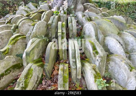 The Hardy Tree in St. Pancras Old Church. An ash tree surrounded by hundreds of overlapping gravestones placed there by Poet Thomas Hardy. Stock Photo