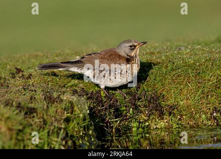 Fieldfare (Turdus pilaris) adult standing by pond about to drink  Eccles-on-Sea, Norfolk, UK.                October Stock Photo