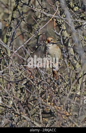 Common Nightingale (Luscinia megarhynchos) adult singing from Blackthorn thicket  Eccles-on-Sea, Norfolk, UK.            May Stock Photo