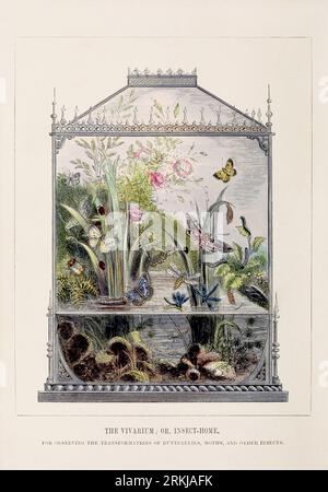 Butterfly Vivarium. Colorful illustration of the curious metamorphoses of some of the most beautiful insects, ca. 1850 Stock Photo