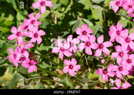 Rosa Sauerklee, Gegliederter Sauerklee, Rosablühender Sauerklee, Oxalis articulata, Oxalis rubra, pink-sorrel, Pink Woodsorrel, Pink Sorrel, pink wood Stock Photo