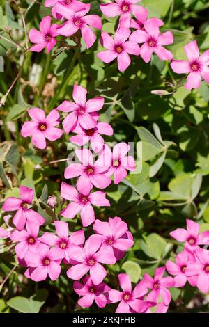 Rosa Sauerklee, Gegliederter Sauerklee, Rosablühender Sauerklee, Oxalis articulata, Oxalis rubra, pink-sorrel, Pink Woodsorrel, Pink Sorrel, pink wood Stock Photo