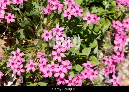 Rosa Sauerklee, Gegliederter Sauerklee, Rosablühender Sauerklee, Oxalis articulata, Oxalis rubra, pink-sorrel, Pink Woodsorrel, Pink Sorrel, pink wood Stock Photo