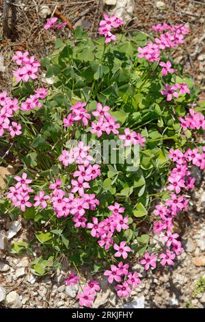 Rosa Sauerklee, Gegliederter Sauerklee, Rosablühender Sauerklee, Oxalis articulata, Oxalis rubra, pink-sorrel, Pink Woodsorrel, Pink Sorrel, pink wood Stock Photo