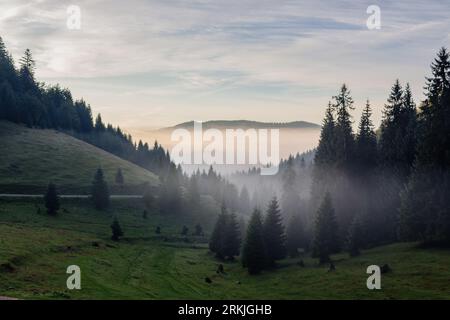 mountainous carpathian landscape in autumn. coniferous forest on the hill in mist. valley full of fog at sunrise. distant ridge beneath a cloudy sky. Stock Photo