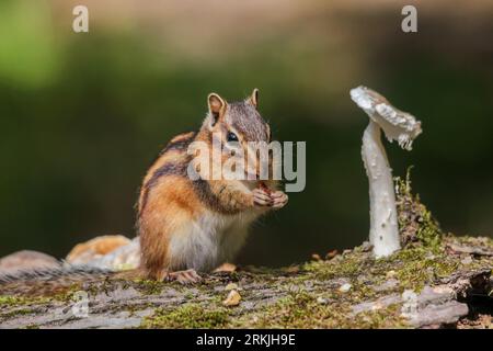 A young chipmunk enjoying a snack, seated on a log in a tranquil outdoor setting Stock Photo