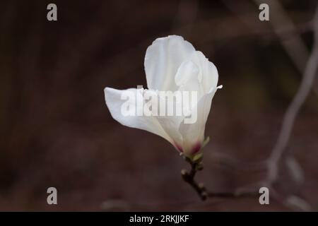 blossoming Magnolia kobus flower close-up in early spring. Stock Photo