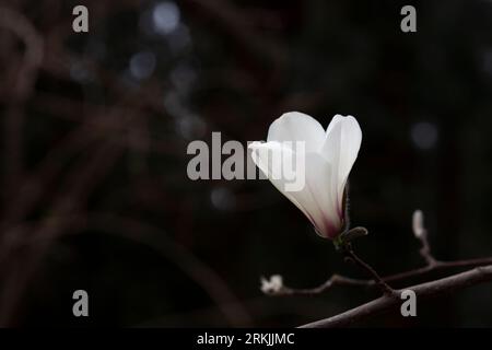 blossoming Magnolia kobus flower close-up in early spring. Stock Photo