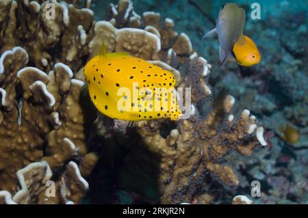 Yellow boxfish (Ostracion cubicus) with Blue coral.  Andaman Sea, Thailand. Stock Photo