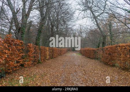 Spectacular path full of fallen leaves from the trees on a gray and rainy day with wet ground. Royal palace San Idelfonso. Segovia. Stock Photo
