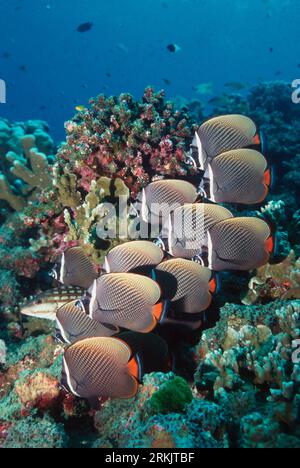 Red tail or Collared butterflyfish (Chaetodon collare) resting on coralreef.  Andaman Sea, Thailand. Stock Photo