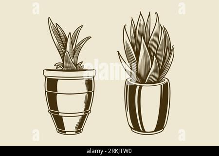 Set of hand drawn house plants in pots. Exotic cactus isolated in vintage engraving style. A beautiful evergreen home decorations. Vector collection o Stock Vector