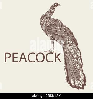 Hand drawn Peacock. Large beauty bird sketch artwork in vintage style design element for logo, textile, print and other uses. Vector antique engraving Stock Vector