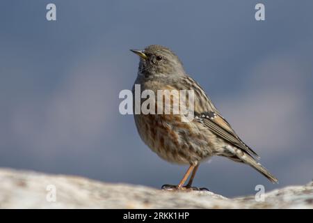 Alpine accentor on rock in the Parc Natural dels Voltors, Alcoy Stock Photo