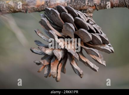 Just an open pineapple with soft textures and shadows. Stock Photo