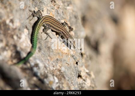 Lizard Podarcis hispanicus sunbathing on a rock of the Fuente Roja, Alcoi, Spain Stock Photo