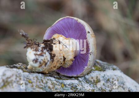 Cortinarius varius mushroom with a lilac or intense violet color in its blades found in the area of San Antonio de Alcoy, Spain Stock Photo