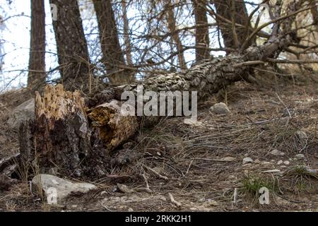 Broken pine fallen in the forest of the preventorio de Alcoy Stock Photo