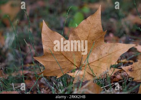 Banana tree leaf on the ground Stock Photo
