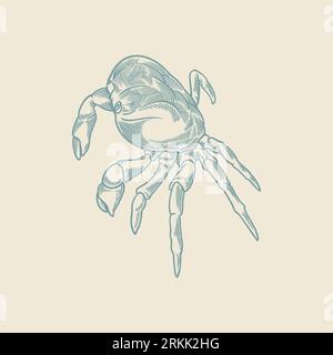 Hand drawn of vintage crab. Sketch of cute crab isolated on white background. Stock Vector