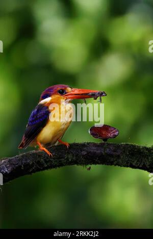 ODKF - Oriental Dwarf Kingfisher with a kill in natural habitat closeup shot Stock Photo