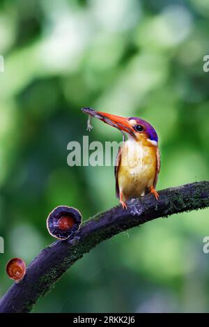 ODKF - Oriental Dwarf Kingfisher with a kill in natural habitat closeup shot Stock Photo