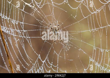 Spider Araneus diadematus with its web full of raindrops Stock Photo